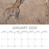 Baby Animals – 2024 Square Wall Calendar Pets Animals 16 Months Premium Planner