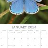 Butterflies 2024 Square Wall Calendar Natural Animals 16 Months Premium Planner