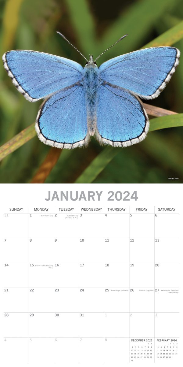 Butterflies 2024 Square Wall Calendar Natural Animals 16 Months Premium Planner