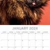 Cat Shaming – 2024 Square Wall Calendar Pets Animals 16 Months Premium Planner