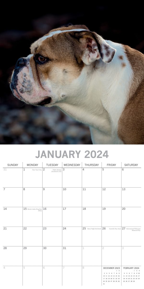 Bulldogs – 2024 Square Wall Calendar Pets Dog 16 Months Premium Planner New Year